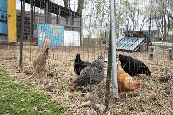 Kansas City Farm School 2